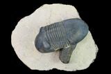 Paralejurus Trilobite With Reedops - Morocco #165961-1